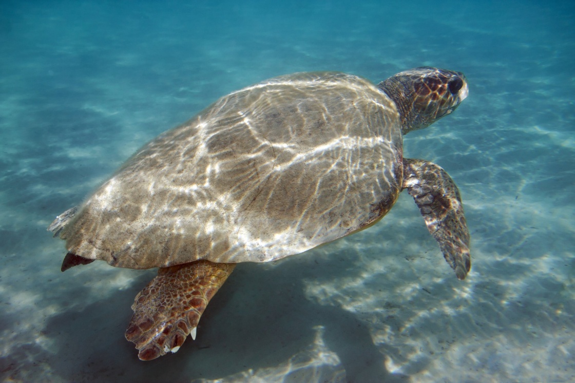 'Underwater shot of Loggerhead sea turtle (Caretta caretta) swimming, Zakynthos island, Greece.' - Zakynthos